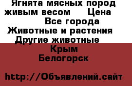 Ягнята мясных пород живым весом.  › Цена ­ 125 - Все города Животные и растения » Другие животные   . Крым,Белогорск